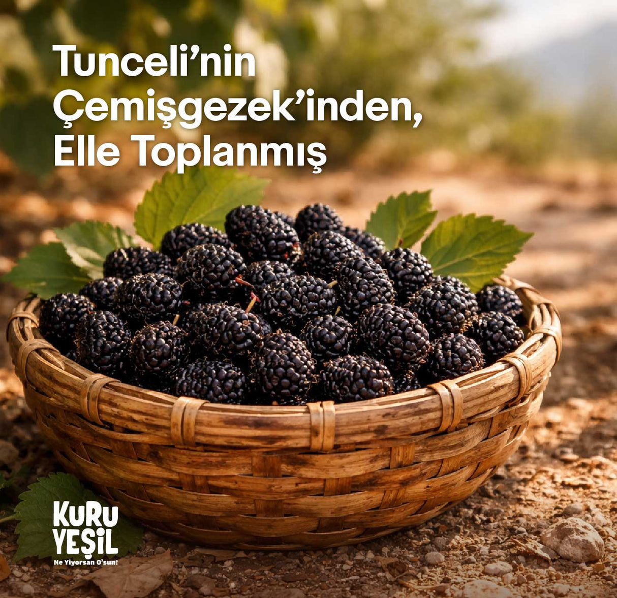 Natural Black Mulberry Dried 150 Gr | Antioxidant Rich, Additive Free